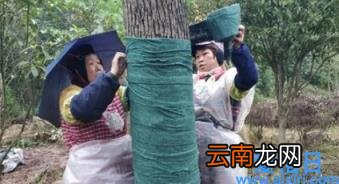 树木冻死的时候是什么样子 树木冬天怎么防冻