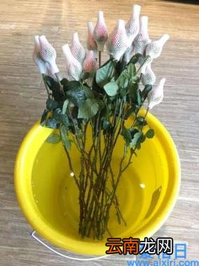 网购鲜花适合哪种交通运输方式 网购鲜花是空运还是陆运