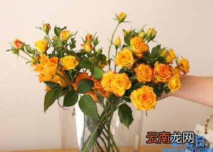 网购鲜花适合哪种交通运输方式 网购鲜花是空运还是陆运