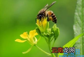 惊蛰节气的气候特点是什么 2022年3月5日惊蛰是什么节日