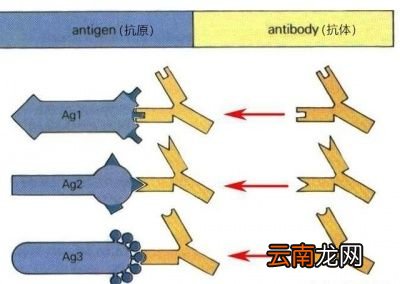 没有感染新冠肺炎为什么会查出抗体