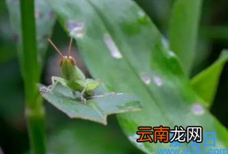 惊蛰过后气候有什么变化 2022惊蛰刮风再冷多少天