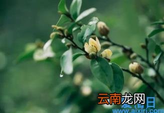 惊蛰过后气候有什么变化 2022惊蛰刮风再冷多少天