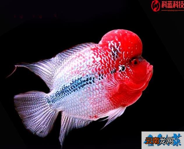 鲜花醒花用什么水 网购鲜花醒花必须用干净的水吗