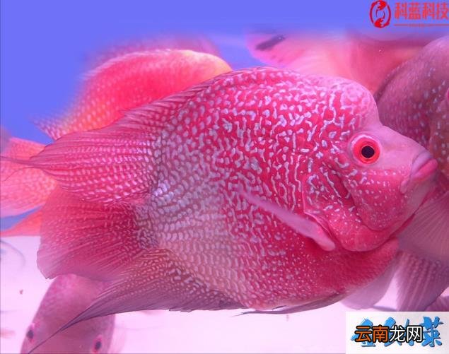 倒春寒会影响下半年天气吗 倒春寒会影响一整年的天气吗