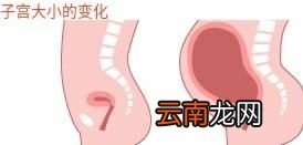 孕前到分娩子宫变化有多大