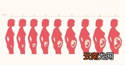 孕前到分娩子宫变化有多大