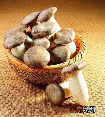 西洋参功效及现代认识