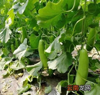 羊角蜜的高产小技巧