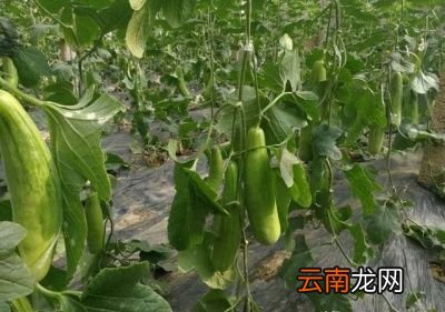 羊角蜜的高产小技巧