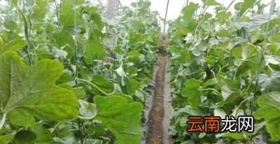 羊角蜜的高产小技巧