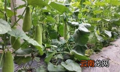 羊角蜜的高产小技巧