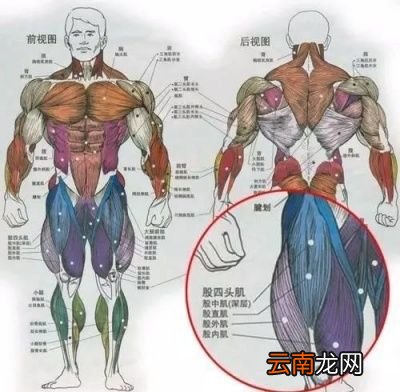 我们先来看看深蹲的优点有哪些
