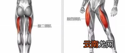 为什么深蹲容易伤身