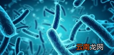 隔夜菜到底怎么吃对健康伤害最小