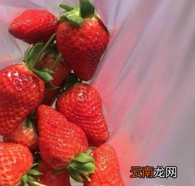 买的草莓为什么很快就烂了