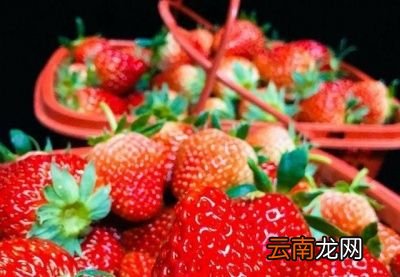 买的草莓为什么很快就烂了