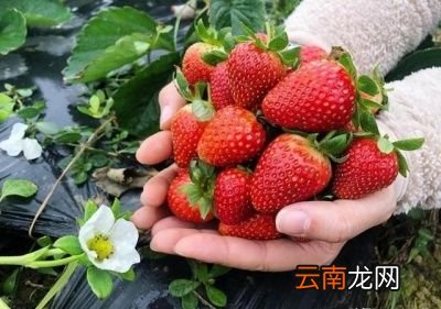 买的草莓为什么很快就烂了