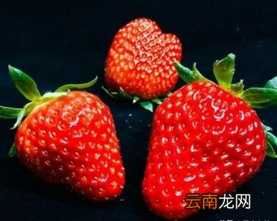 买的草莓为什么很快就烂了