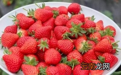 买的草莓为什么很快就烂了