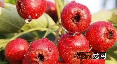 --山楂加什么泡水喝既消食又清火--