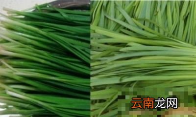 韭菜馅饺子面与馅的比例