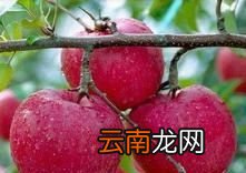 为什么要给苹果打蜡