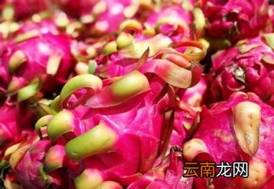 火龙果的食用禁忌