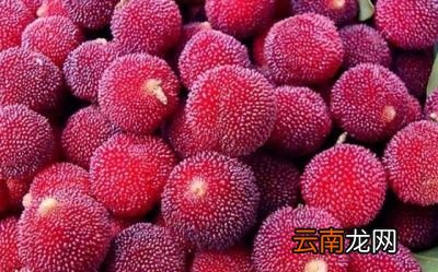 杨梅酒用什么酒比例是什么