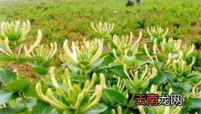 菊花泡茶喝对身体有哪些好处呢