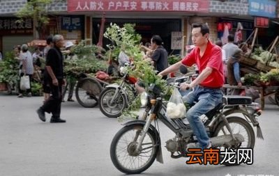 为什么要悬挂“艾草”以及艾草的价值都有哪些