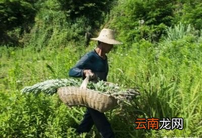 为什么要悬挂“艾草”以及艾草的价值都有哪些