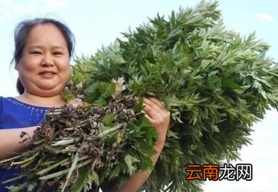 为什么要悬挂“艾草”以及艾草的价值都有哪些