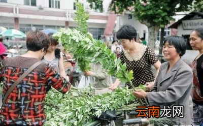 为什么要悬挂“艾草”以及艾草的价值都有哪些