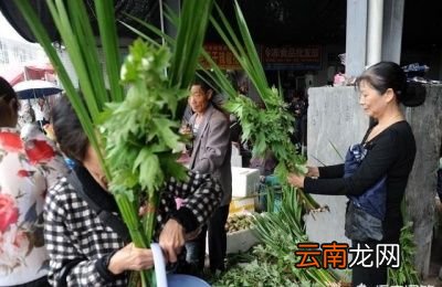 为什么要悬挂“艾草”以及艾草的价值都有哪些