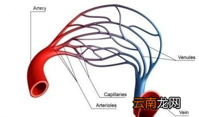青筋发黑什么情况