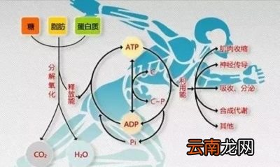 怎样跳绳才能够减肚子
