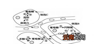 什么是新陈代谢