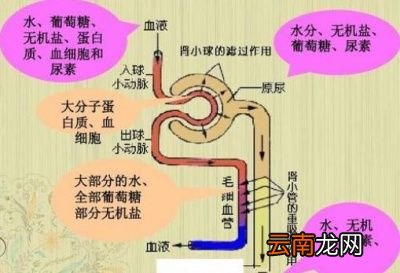 什么是新陈代谢