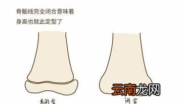 人是怎么长高的