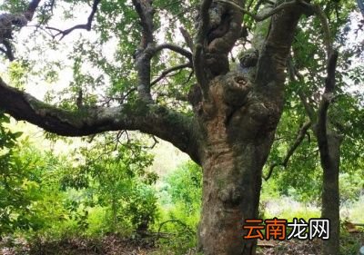 历史最悠久的荔枝树在哪里