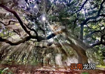 历史最悠久的荔枝树在哪里
