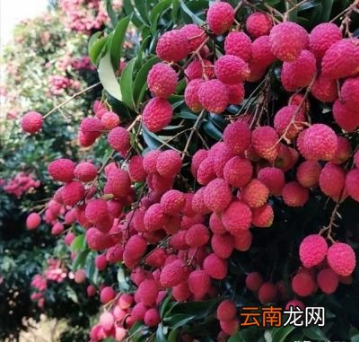 历史最悠久的荔枝树在哪里