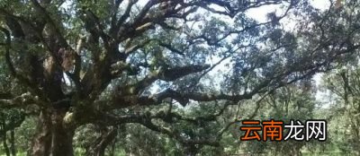 区别广西钦州市灵山县有“中国荔枝之乡”美称