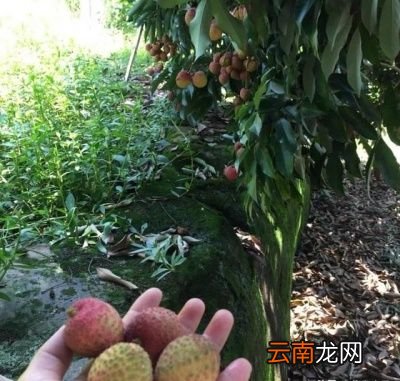 区别广西钦州市灵山县有“中国荔枝之乡”美称