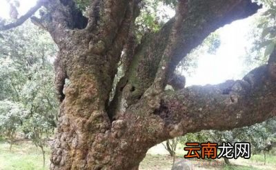 区别广西钦州市灵山县有“中国荔枝之乡”美称
