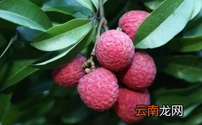 区别广西钦州市灵山县有“中国荔枝之乡”美称