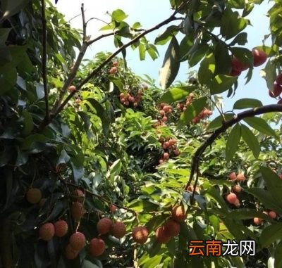 区别广西钦州市灵山县有“中国荔枝之乡”美称