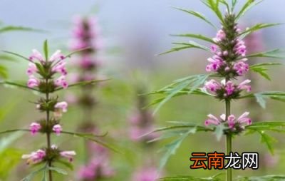 活血调经的作用主要用于月经失调