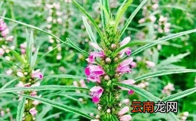 活血调经的作用主要用于月经失调